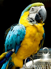 parrot