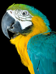 parrot