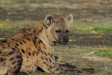 The Spotted Hyena (crocuta crocuta), lake Nakuru, Kenya