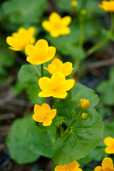 Obraz premium Wild marsh marigold flowers in the spring