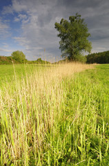 Fototapeta premium Tree on the meadow