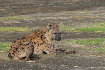 The Spotted Hyena (crocuta crocuta), lake Nakuru, Kenya