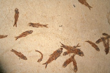 Fossil fish pattern