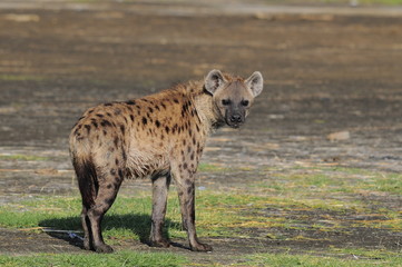 The Spotted Hyena (crocuta crocuta), lake Nakuru, Kenya