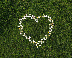 Coeur de Paquerettes