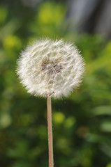 Obraz premium Löwenzahn