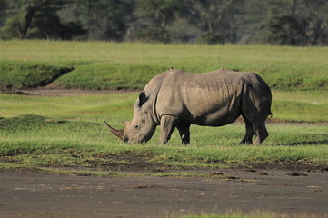 Obraz premium The Rhinoceros (Rhinocerotidae), lake Nakuru, Kenya