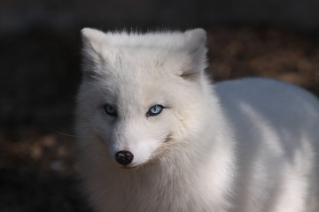 Obraz premium Polarfuchs