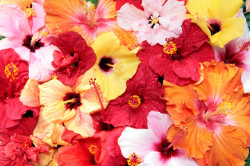 hibiscus flowers - obrazy, fototapety, plakaty