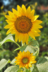 Obraz premium girasoli