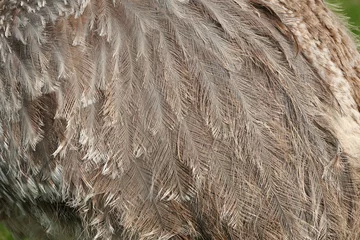 Crédence de cuisine en verre imprimé Autruche ostrich feathers background