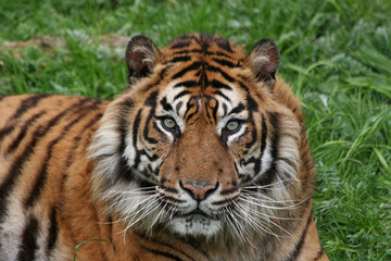 Fototapeta premium sumatran tiger