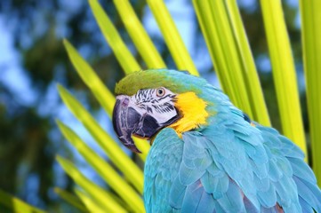 maccaw