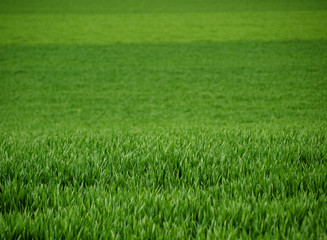 Fresh young wheat