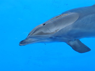 grand bleu