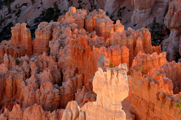 Bryce Canyon Hoodoos