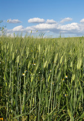 Crop in growth of unripe wheat