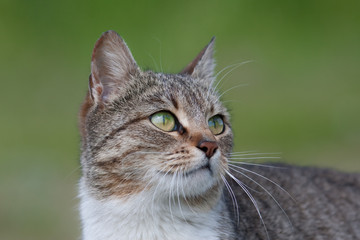 cute cat with curious looking