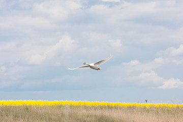 swan flying over field
