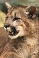 Cougar Smile