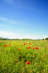 Summertime with poppies