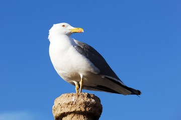 chouette mouette