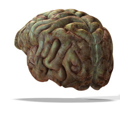 older human brain
