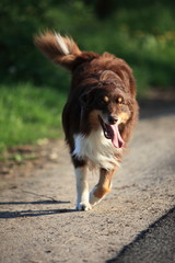 Australian shepherd