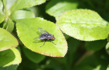 A Single Fly on a Plant Leaf.