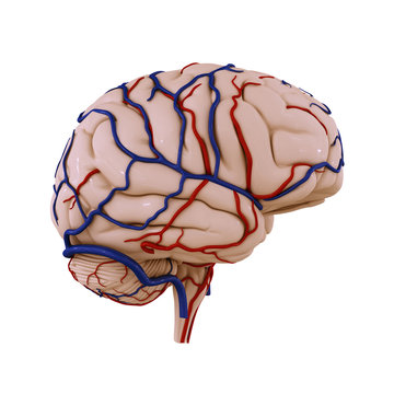 Brain Veins Arteries B