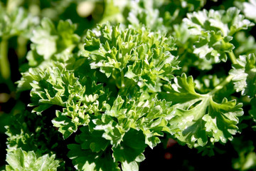 Parsley (Petroselinum crispum) close-up
