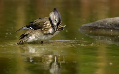 Mandarinente Weibchen