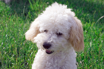 Barboncino bianco © Piero Gentili