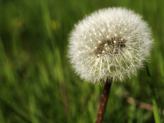 Tarassaco pronto a disperdere i suoi semi al vento 