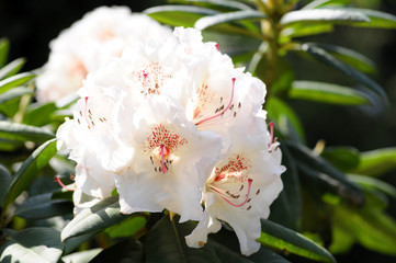 rhododendron