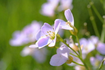 Wiesen-Schaumkraut / Cardamine pratensis