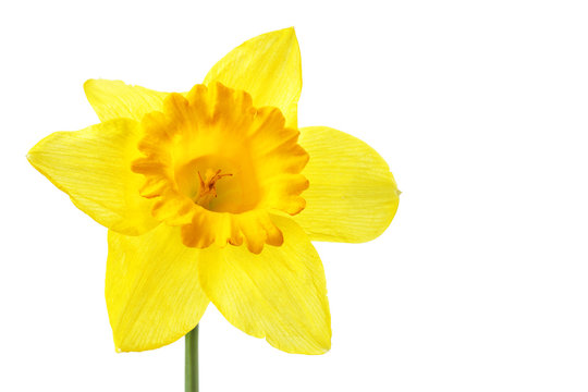 Single yellow daffodil
