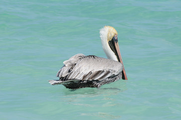 Pelican on water