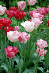 Rosa Rote Tulpen