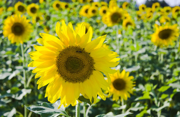 field of sunflowers