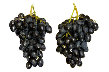 collection clusters of blue grape