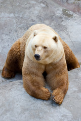 bear