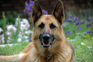 Yara-dog, Deutscher Schäfer