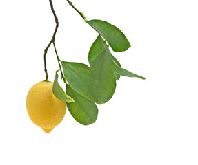 Lemon on branch isolated on white background