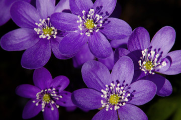 Obraz premium Pennywort