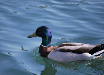 Canard Col vert