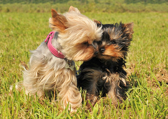 yorkshire et son chiot