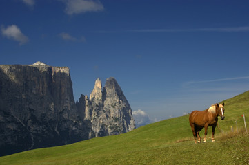 Fototapeta na wymiar vista delle dolomiti con cavallo sulla collina