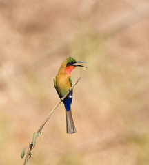 Red-throated Bee-eater in Senegal