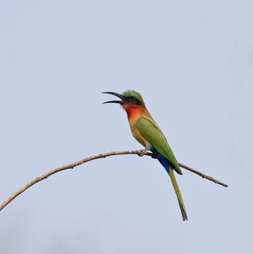 Red-throated Bee-eater by the River